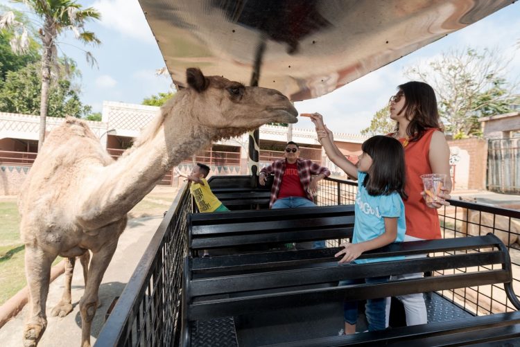 Safari Farm