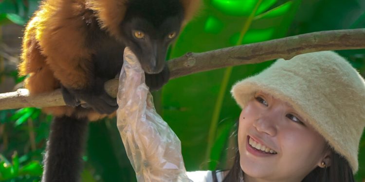 Lemur Kingdom