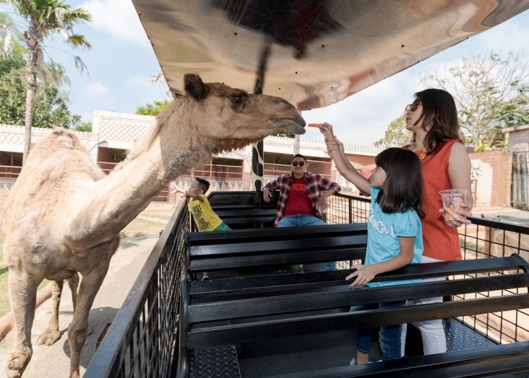 Safari Farm