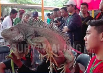 Angkat Reptil Lokal, Ratusan Reptil Ikut Kontes Di Kota Batu, Bksda Buat Penegasan Ini