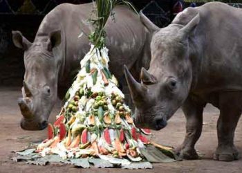 Ketika Jatim Park 2 Menggelar Hari Badak Sedunia