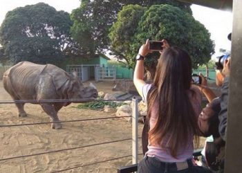 Lebaran, Jatim Park Datangkan Badak Terbesar Di Dunia