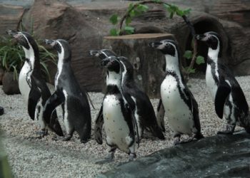 Pingo, Penguin Eco Yang Tidak Harus Hidup Di Suhu Kutub