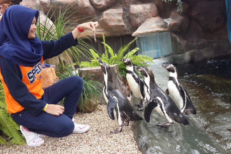 Serunya Berinteraksi Langsung Dengan Penguin Di Jawa Timur Park (1)