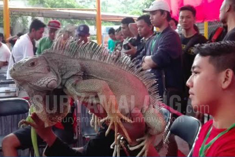 Angkat Reptil Lokal, Ratusan Reptil Ikut Kontes Di Kota Batu, Bksda Buat Penegasan Ini