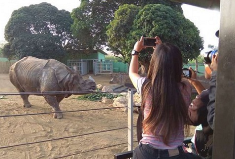 Lebaran, Jatim Park Datangkan Badak Terbesar Di Dunia