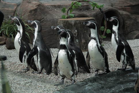 Pingo, Penguin Eco Yang Tidak Harus Hidup Di Suhu Kutub