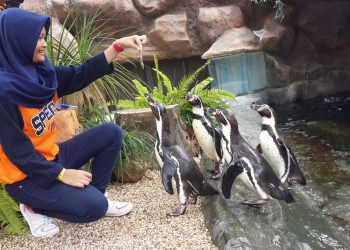 Serunya Berinteraksi Langsung Dengan Penguin Di Jawa Timur Park (1)