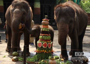 Happy 1st Birthday Lili