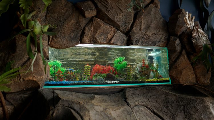Art Aquarium