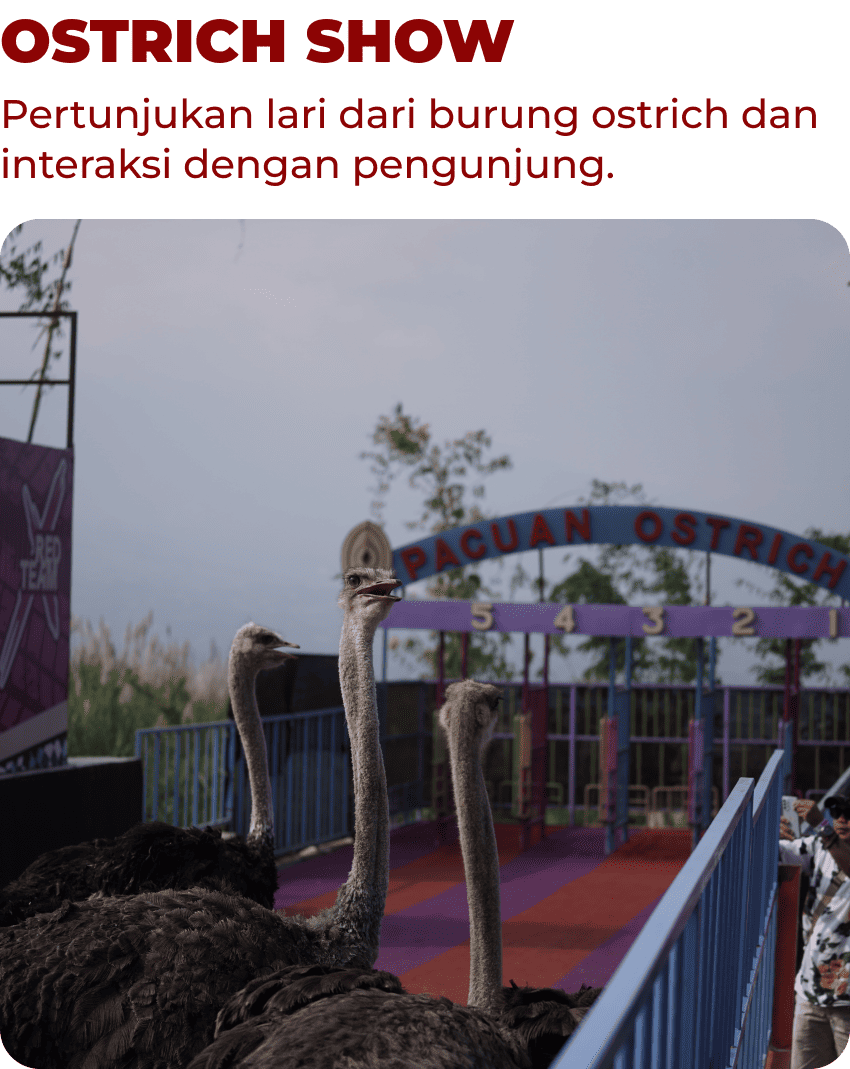 Ostrich Show Mobile