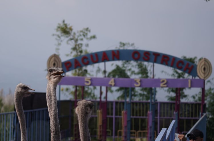 Ostrich Show Cut
