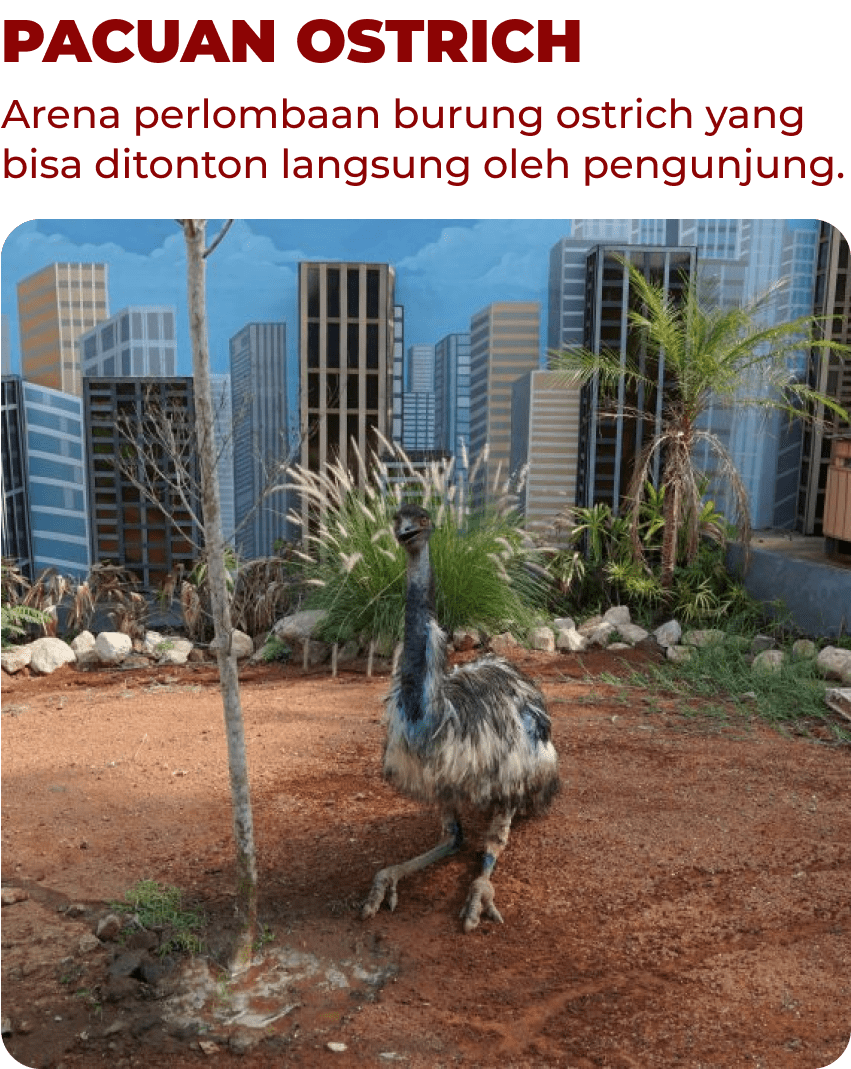 Pacuan Ostrich Mobile