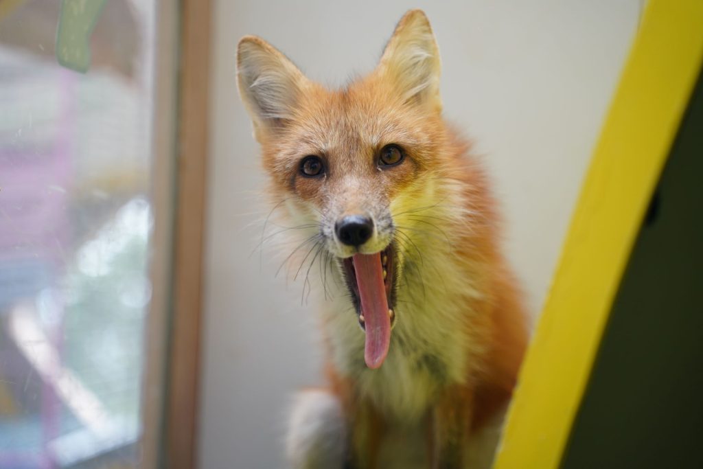 Red Fox Drive Thru Park