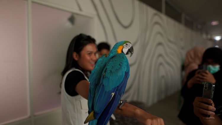 Active Indoor Zoo