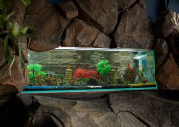 Art Aquarium
