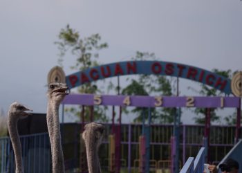 Ostrich Show Cut
