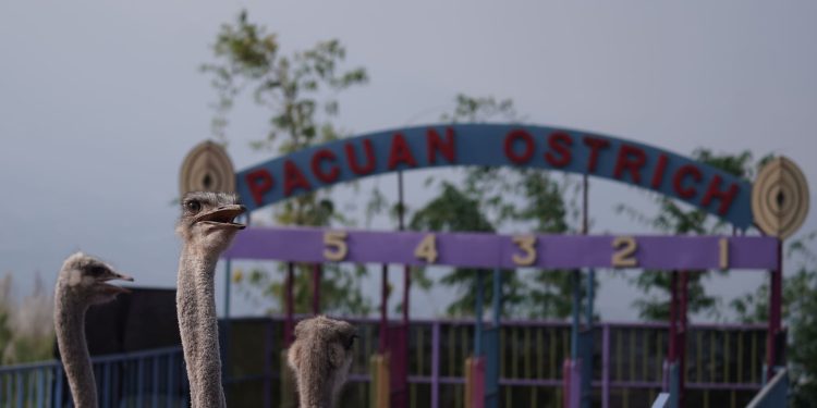 Ostrich Show Cut