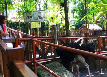 Walking Bird Eco Green Park Jawa Timur Park
