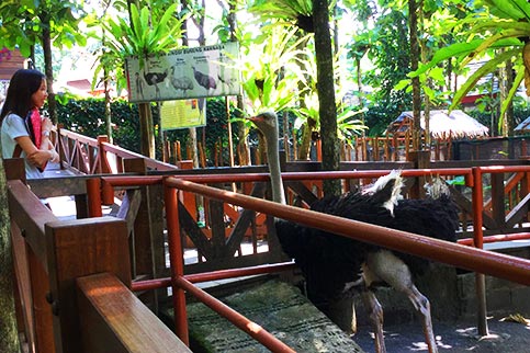 Walking Bird Eco Green Park Jawa Timur Park