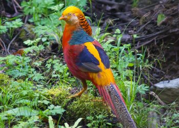 Golden Pheasant, Tangjiahe Nature Reserve, Sichuan