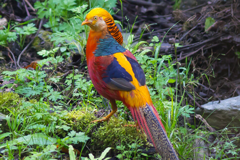 Golden Pheasant