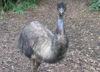 Emu, Jurong Birdpark Eco Green Park Jawa Timur Park