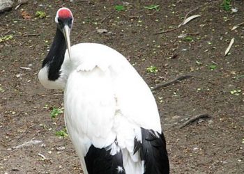 Red Crowned Eco Green Park Jawa Timur Park