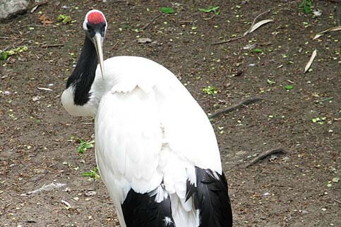 Red Crowned Eco Green Park Jawa Timur Park