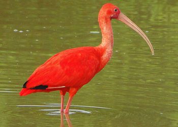 Scarlet Ibis Eco Green Park Jawa Timur Park