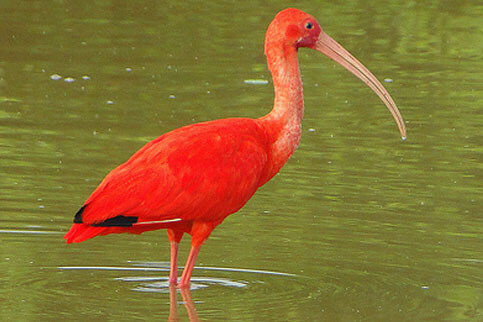 Scarlet Ibis