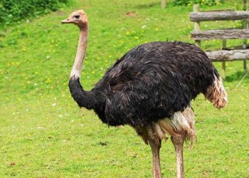 Ostrich Eco Green Park Jawa Timur Park