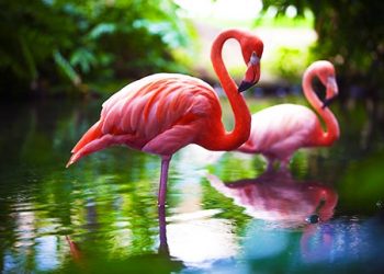 Flamingo Batu Secret Zoo Jawa Timur Park
