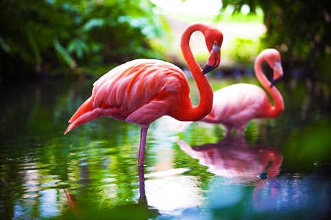 Flamingo Greater