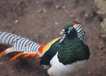 Pheasant, Chrysolophus Amherstiae Eco Green Park Jawa Timur Park