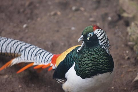 Lady Amherst Pheasant