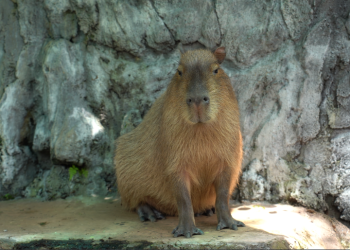 Eco Active Park Perkenalkan Pengalaman Interaksi Capybara