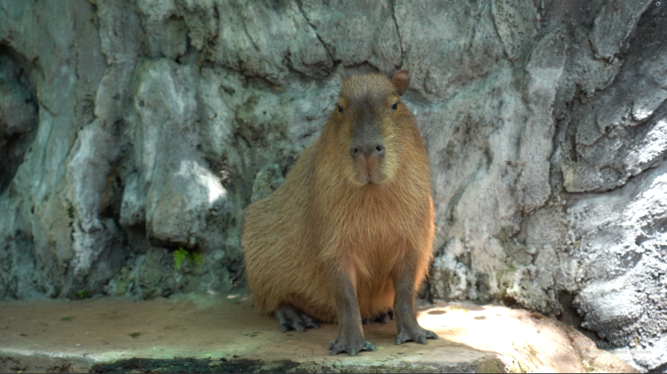 Eco Active Park Perkenalkan Pengalaman Interaksi Capybara