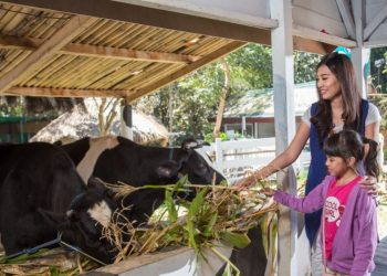 Sapi Siap Perah Begini Zona Lab Pengolahan Susu Di Eco Green Park