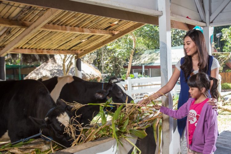 Sapi Siap Perah Begini Zona Lab Pengolahan Susu Di Eco Green Park