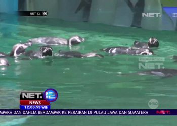 11 Ekor Penguin Baru Di Eco Green Park Net12
