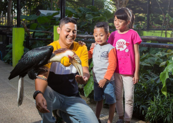 Hornbill Show Eco Green Park Jatimpark 2