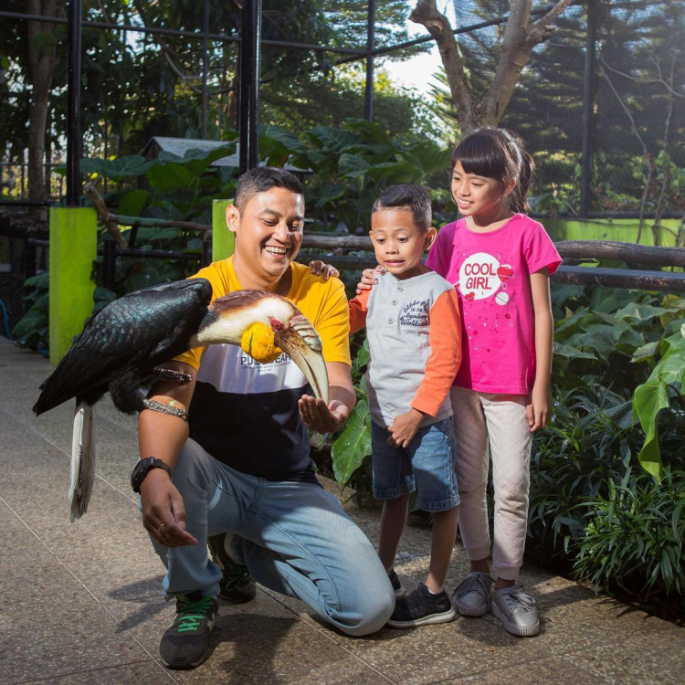 Hornbill Show Eco Green Park Jatimpark 2