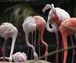 Burung Flamingo Di Eco Green Park Punya Kemampuan Unik Seperti Apa