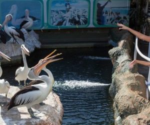 Ramah Dengan Pengunjung Yuk Coba Feeding Pelican Kacamata Di Eco Green Park