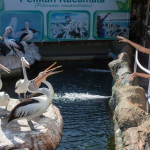Ramah Dengan Pengunjung Yuk Coba Feeding Pelican Kacamata Di Eco Green Park