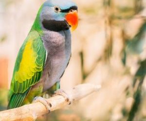 Unik Dan Eksotis Koleksi Derbyan Parakeet Eco Green Park