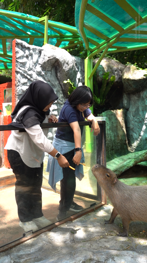 Eco Active Park Perkenalkan Pengalaman Interaksi Bersama Capybara