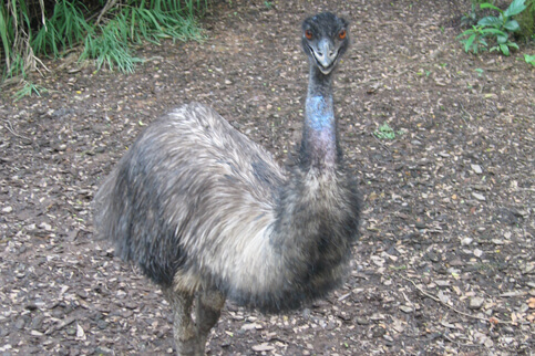Emu, Jurong Birdpark Eco Green Park Jawa Timur Park