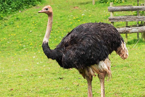 Ostrich Eco Green Park Jawa Timur Park